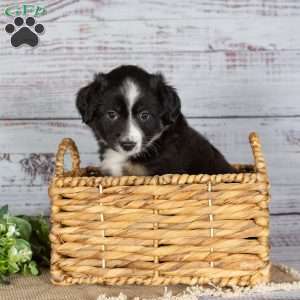 Twinkle, Miniature Australian Shepherd Puppy